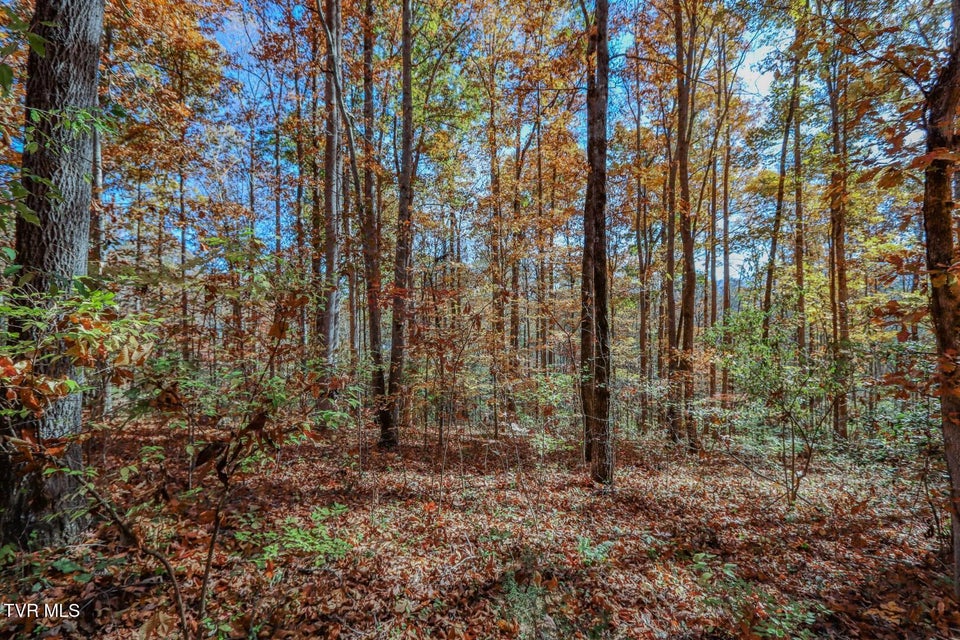 Photo #18: 1413 Timber Trail 