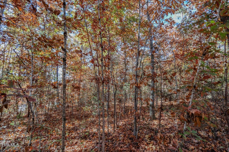 Photo #22: 1413 Timber Trail 