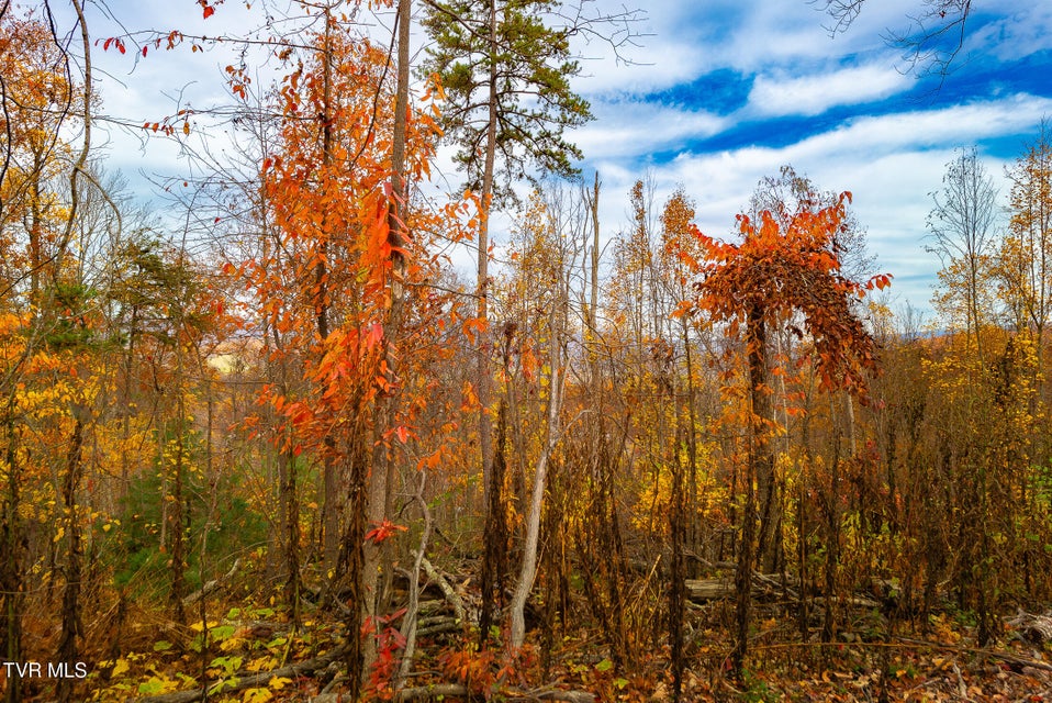 Photo #39: 0 Siam Road