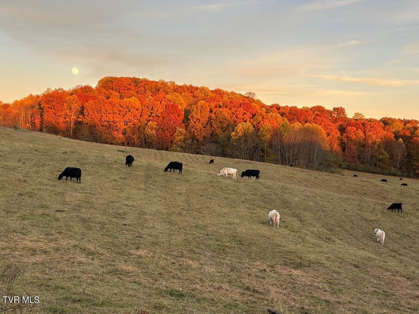 Photo #6: 25568 Calima Drive