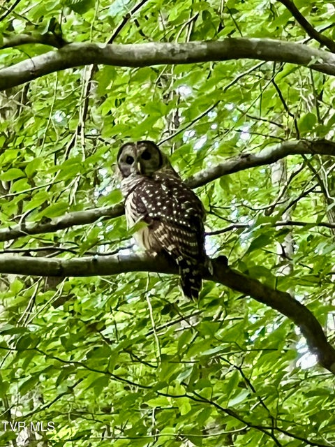 Photo #59: 1370 Hickory Cove Road