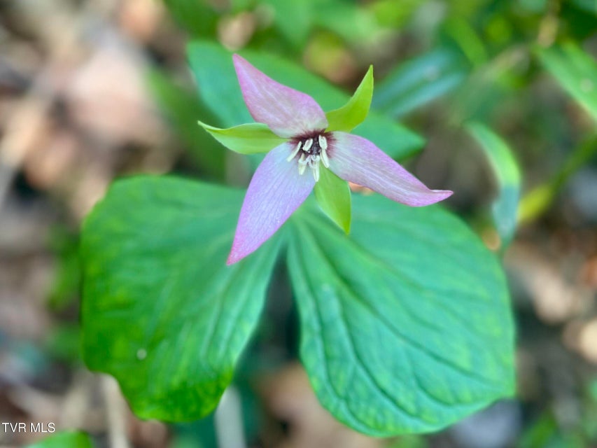 Photo #63: 1370 Hickory Cove Road