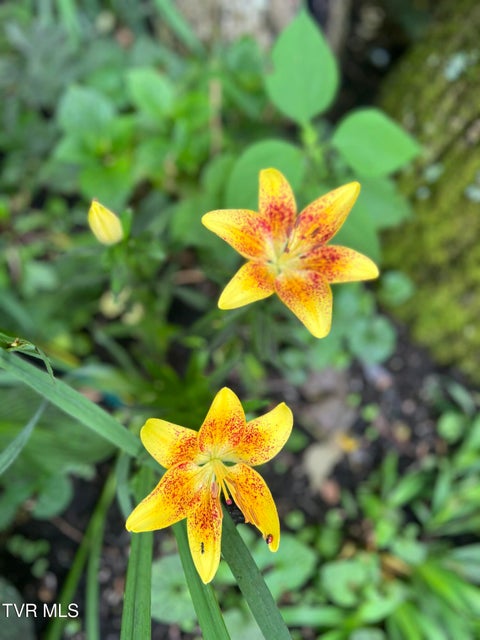 Photo #64: 1370 Hickory Cove Road