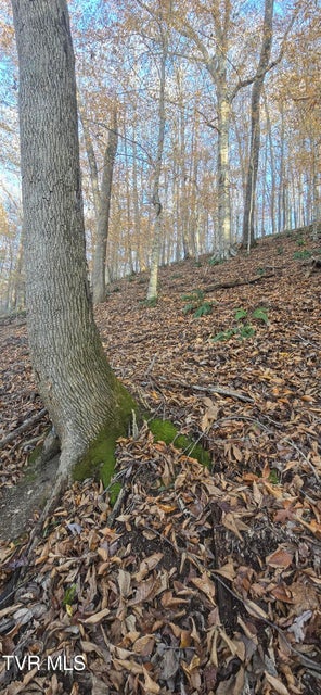 Photo #15: 2351 Line Road