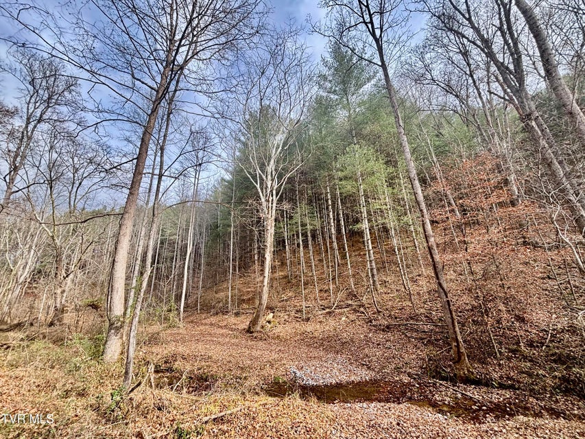 Photo #7: Tbd Yellow Branch Rd 