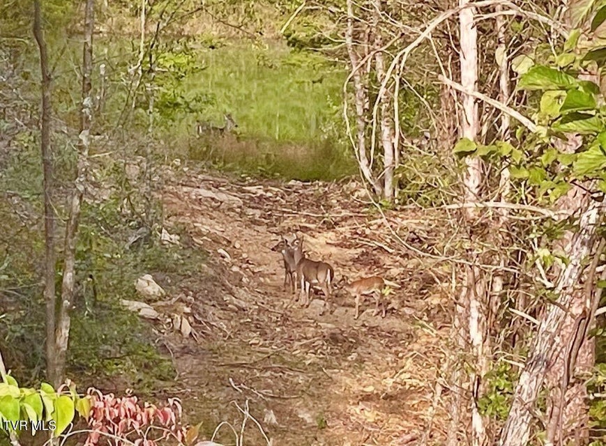 Photo #42: 750 Tom White Hollow Road Road
