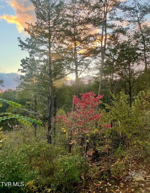 Photo #46: 750 Tom White Hollow Road Road