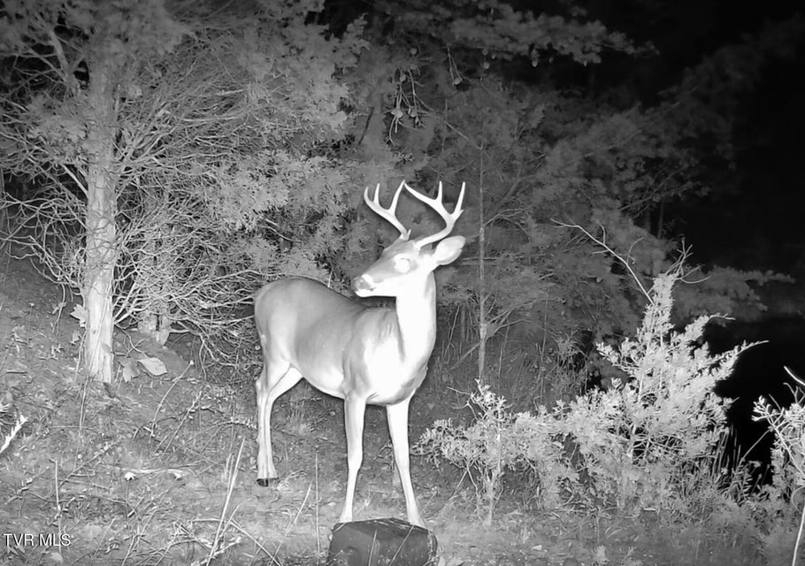 Photo #49: 750 Tom White Hollow Road Road