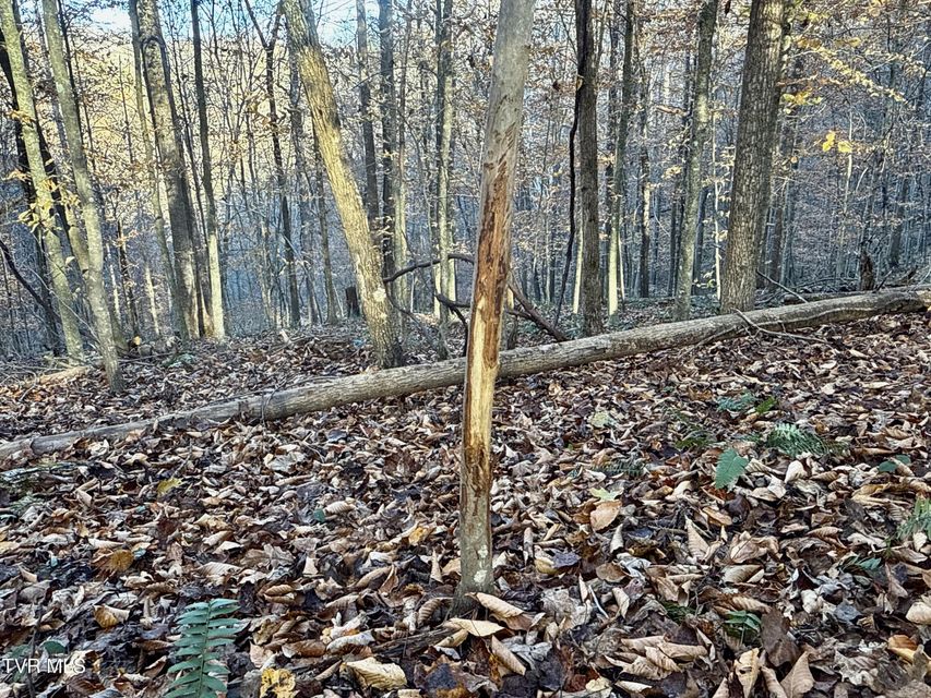 Photo #5: 131 Gibson Hollow Road