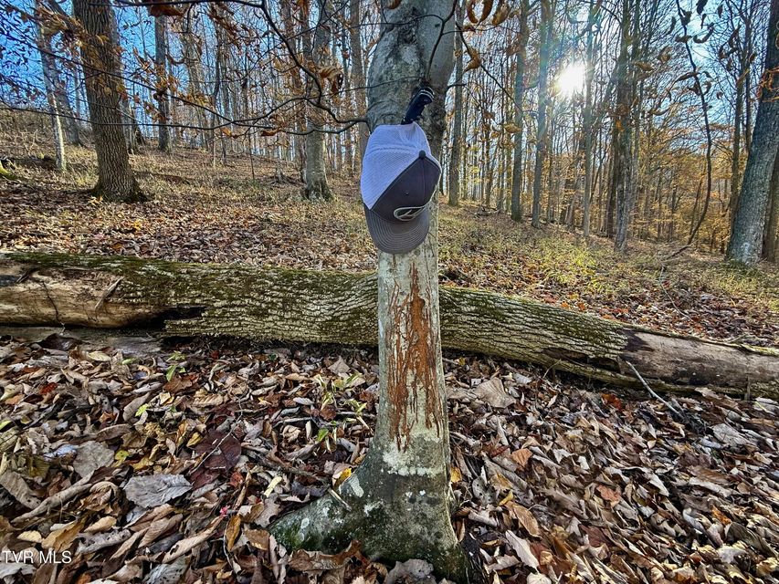 Photo #81: 131 Gibson Hollow Road