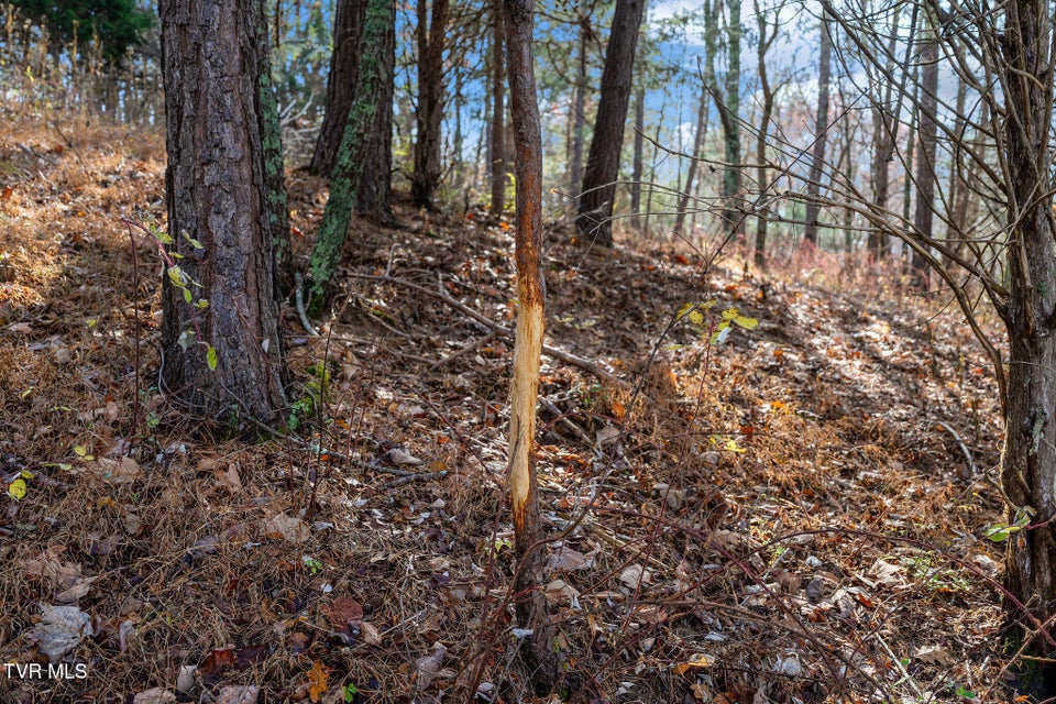 Photo #25: Tbd Skyline Road Lot 3 