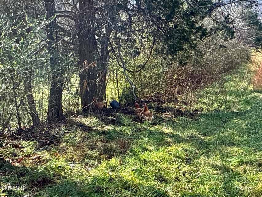 Photo #45: 1520 Brittontown Road