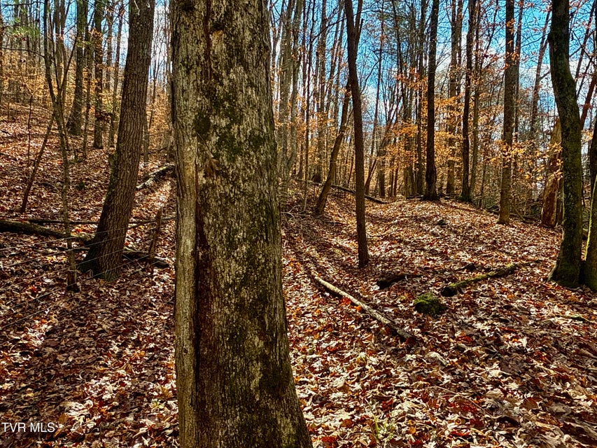 Photo #43: 1520 Brittontown Road