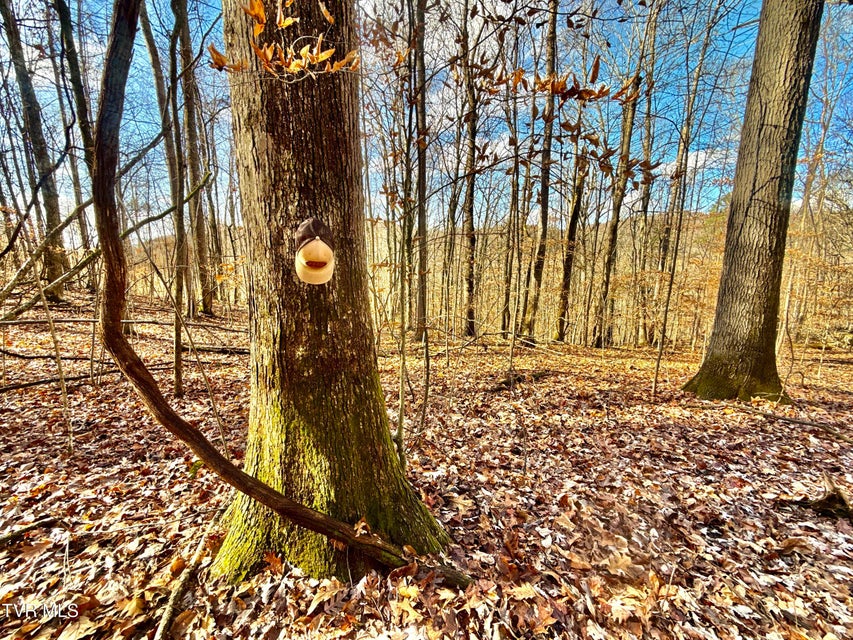 Photo #49: 1520 Brittontown Road