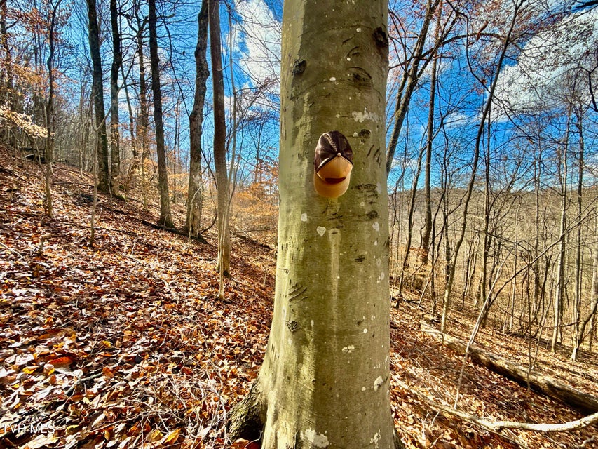 Photo #50: 1520 Brittontown Road