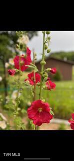 Photo #60: 9915 Warrensburg Road