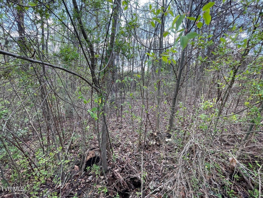 Photo #3: 354 Glasgow Lane