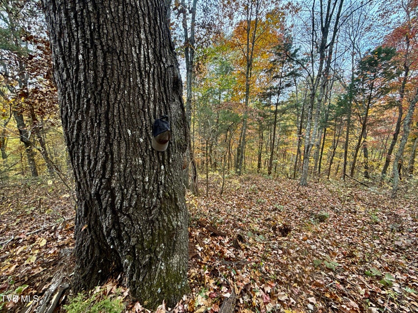 Photo #31: 1499 Keesel Hollow Road