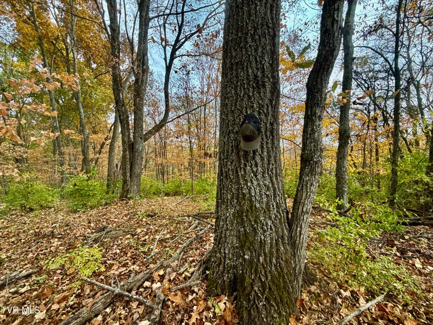 Photo #32: 1499 Keesel Hollow Road