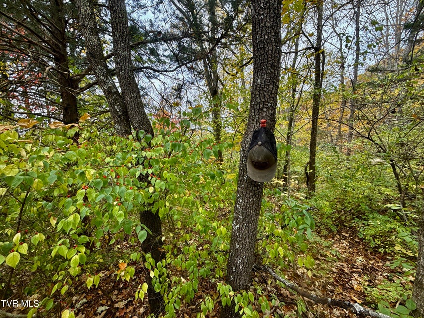 Photo #33: 1499 Keesel Hollow Road