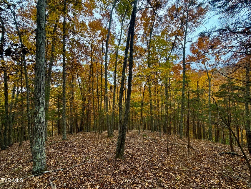 Photo #34: 1499 Keesel Hollow Road