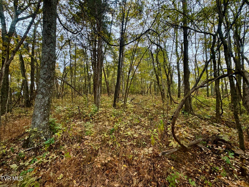 Photo #37: 1499 Keesel Hollow Road