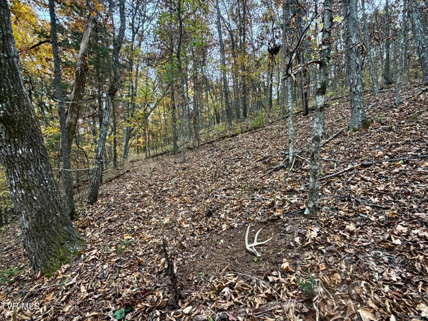 Photo #39: 1499 Keesel Hollow Road