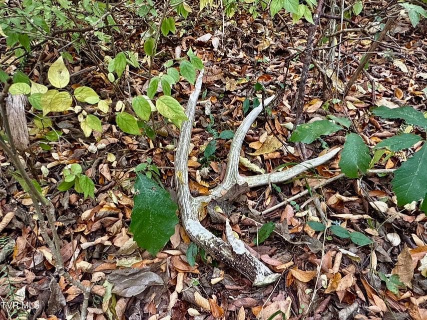 Photo #40: 1499 Keesel Hollow Road