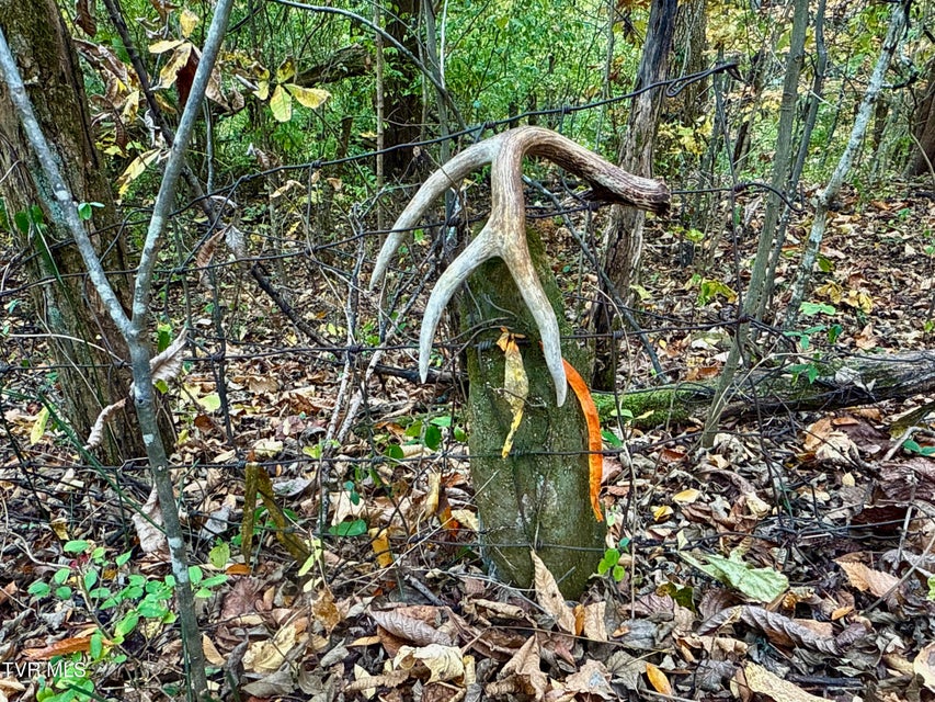 Photo #43: 1499 Keesel Hollow Road