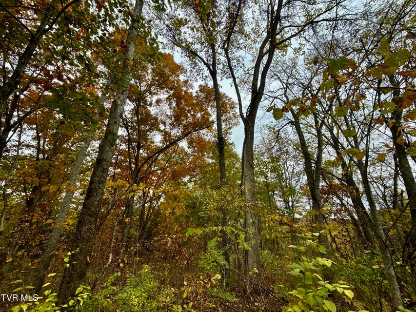 Photo #45: 1499 Keesel Hollow Road