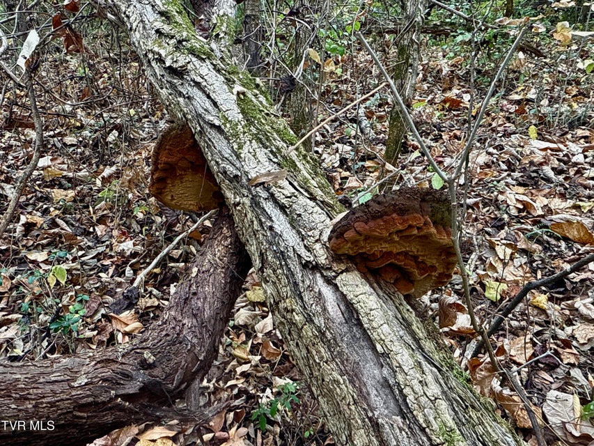 Photo #46: 1499 Keesel Hollow Road