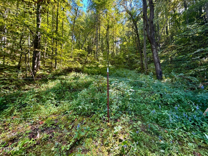 Photo #13: 34/Ac Tbd Off Big Creek Road