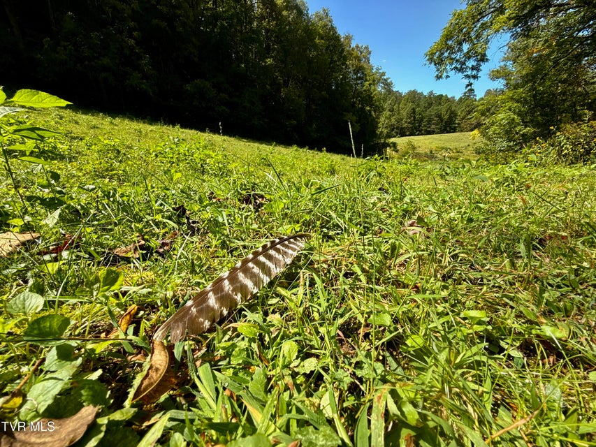 Photo #22: 34/Ac Tbd Off Big Creek Road