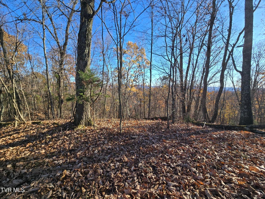 Photo #8: Tbd Lloyd's Chapel Road 