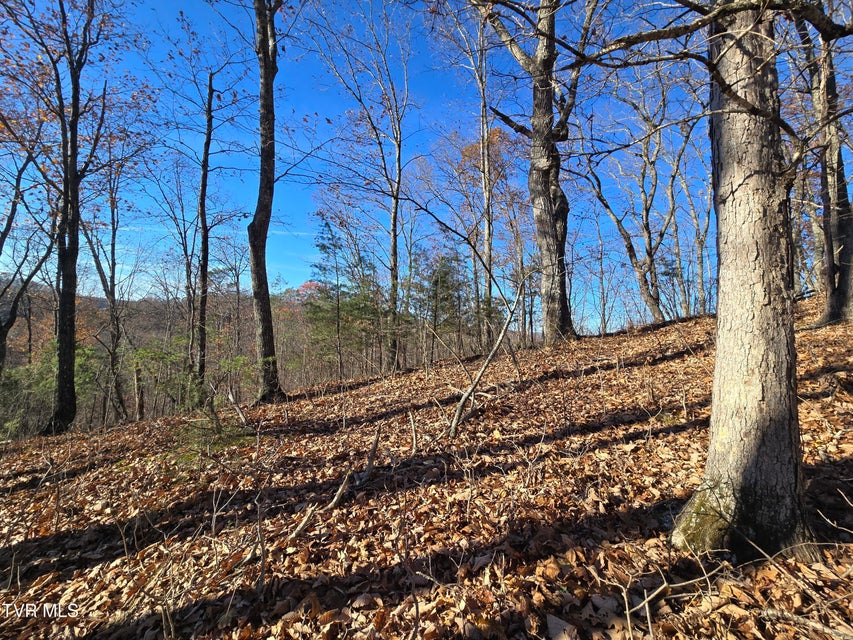 Photo #11: Tbd Lloyd's Chapel Road 