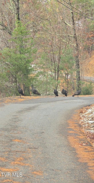 Photo #2: Lot 4 Glenview Way