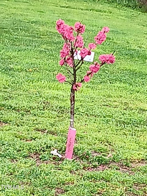 Photo #34: 935 Adams Lane