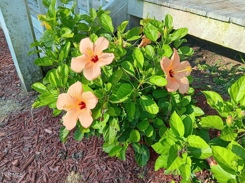 Photo #40: 935 Adams Lane