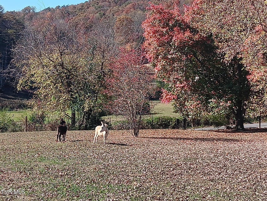 Photo #41: 935 Adams Lane