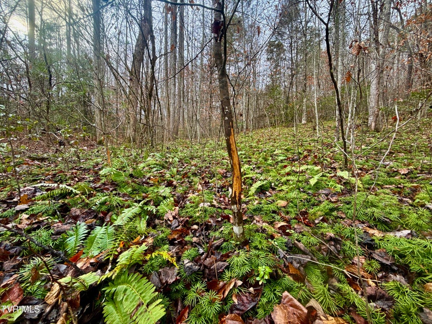 Photo #14: 4035 Lindsey Gap Road