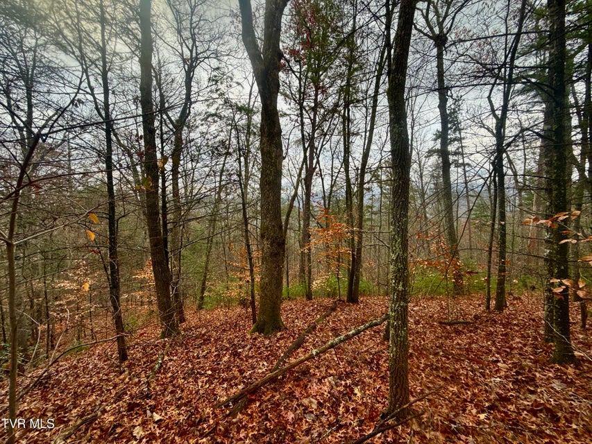Photo #18: 4035 Lindsey Gap Road