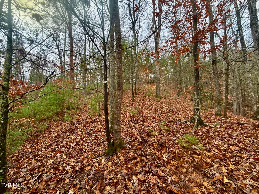 Photo #19: 4035 Lindsey Gap Road