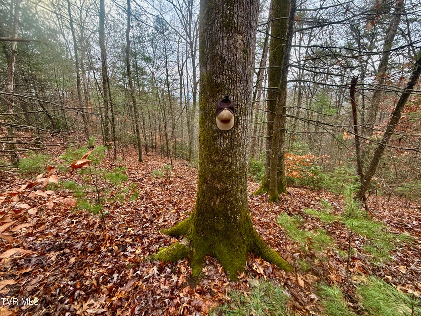 Photo #23: 4035 Lindsey Gap Road