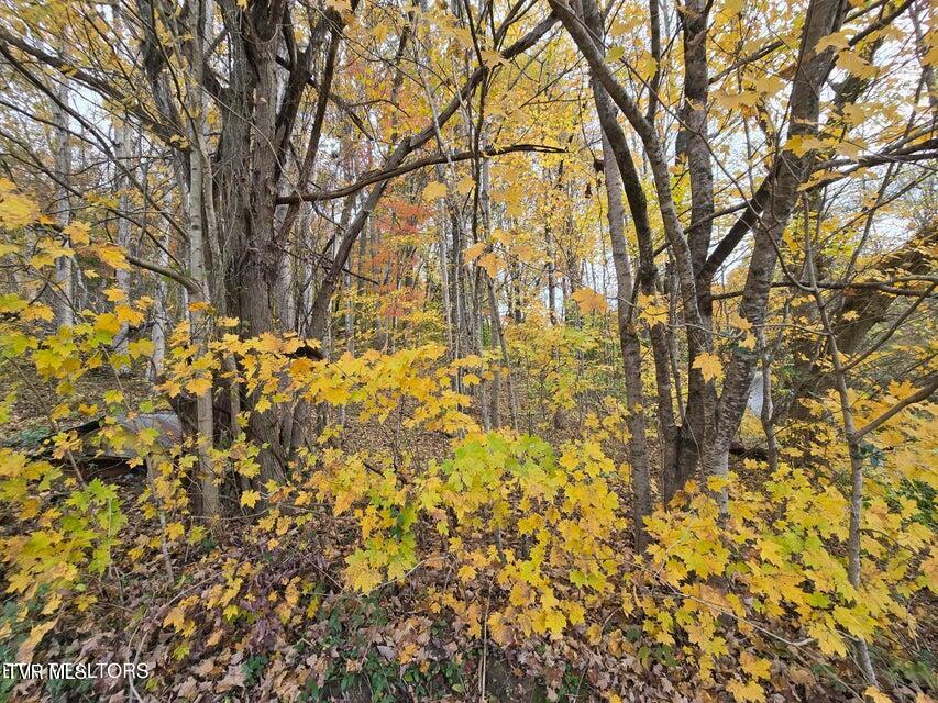 Photo #10: 227 Elihu Road