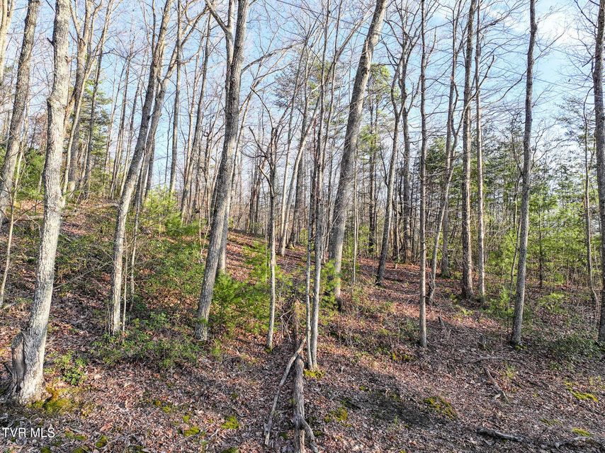 Photo #4: Tbd Black Oak Dr 