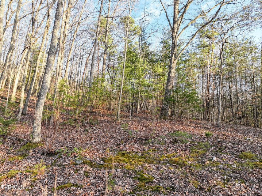 Photo #8: Tbd Black Oak Dr 