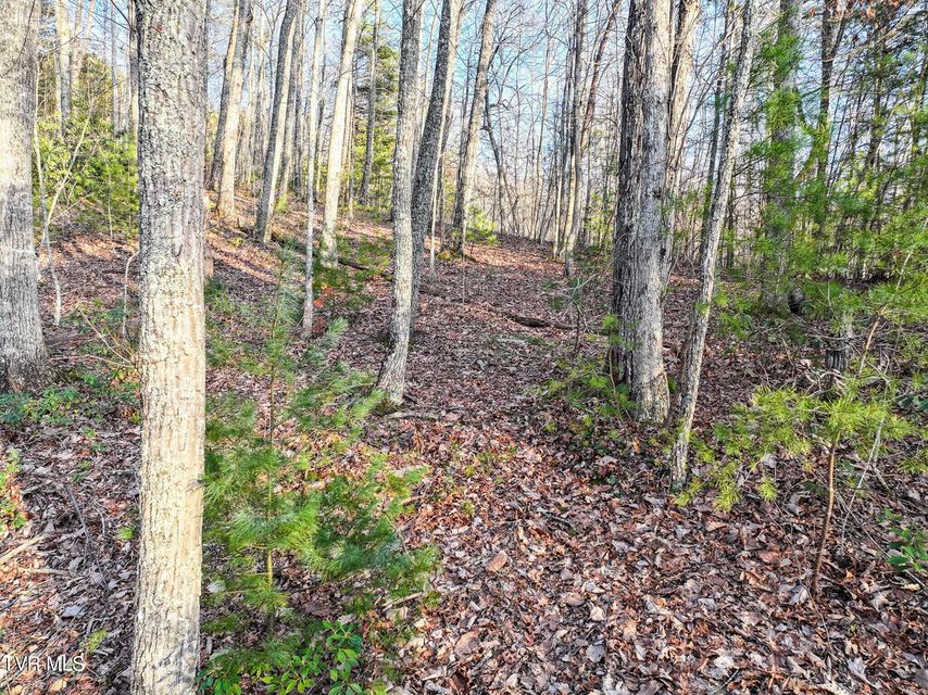 Photo #10: Tbd Black Oak Dr 