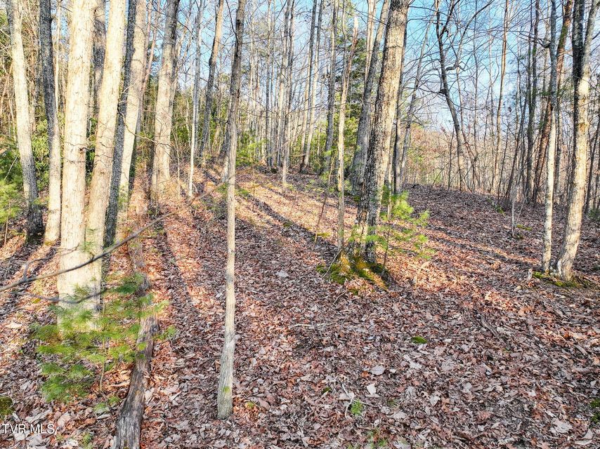 Photo #15: Tbd Black Oak Dr 