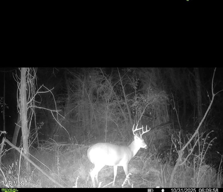 Photo #47: 185 Union Road