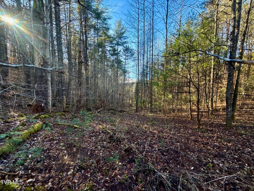 Photo #4: 25.72/Ac Tbd Rollins Road